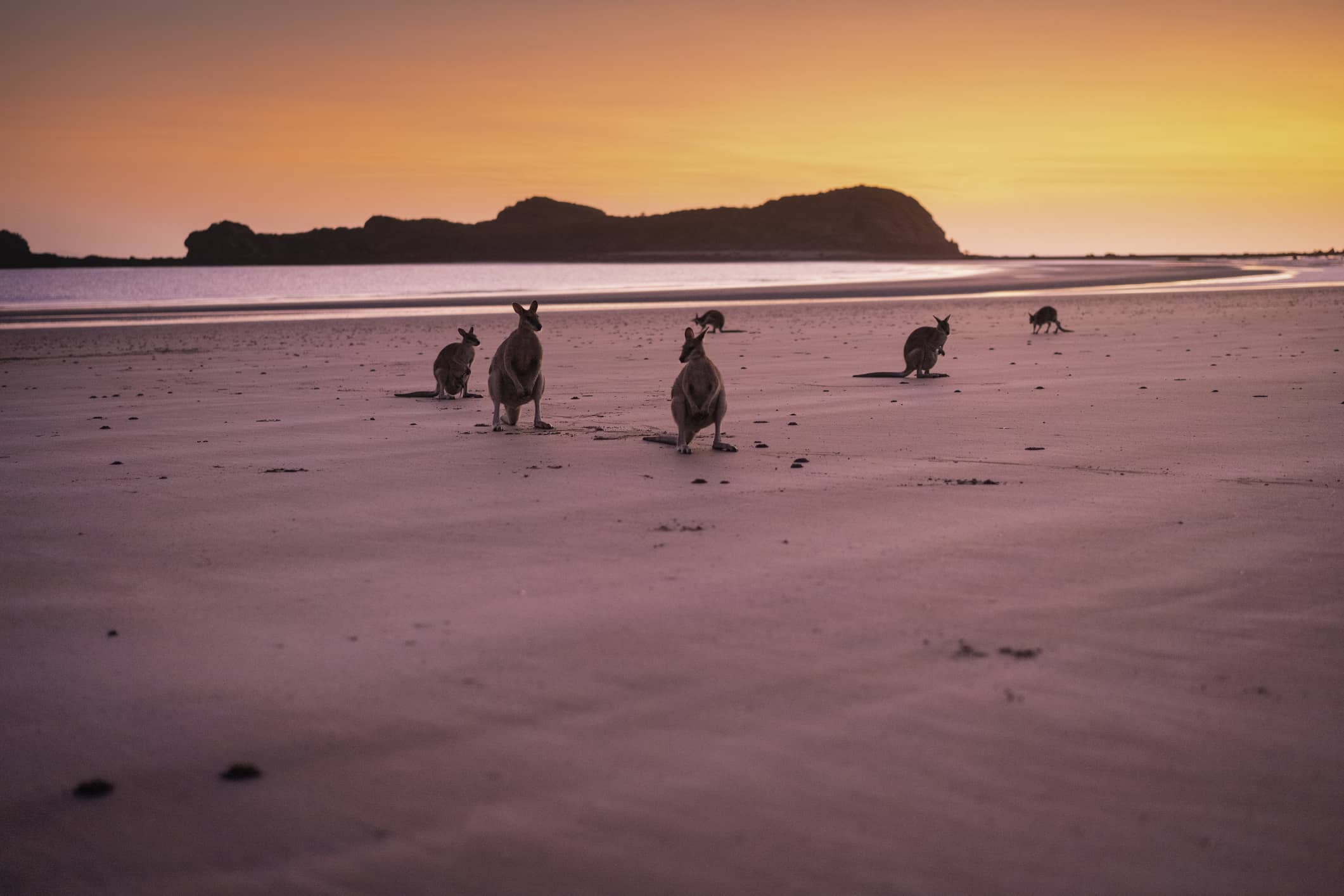 kangaroos on an Australian beach
