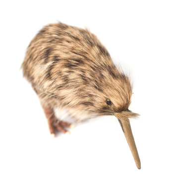 new zealand's national animal - the kiwi bird