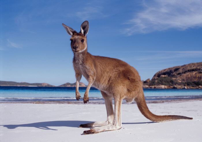 Travel Facts about different countries!! Western-australia-kangaroo-beach1