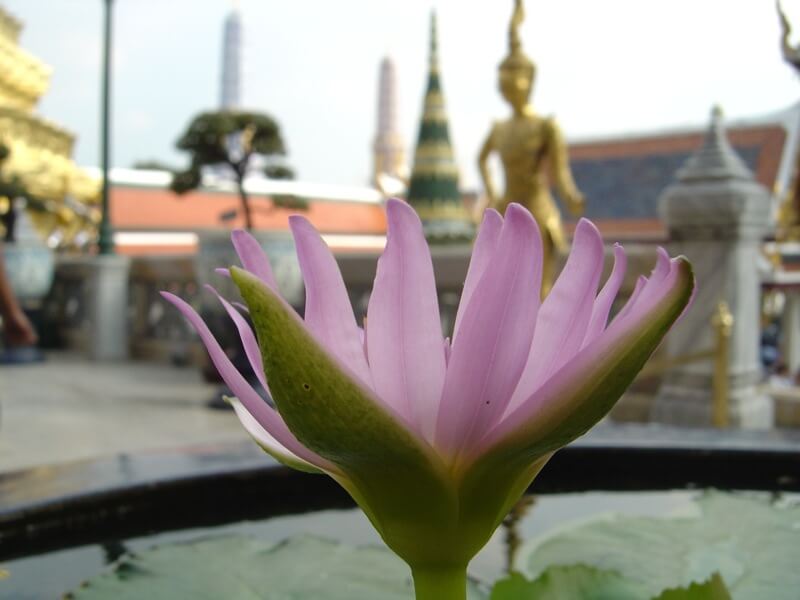 a pink flower in Bangkok, Thailand