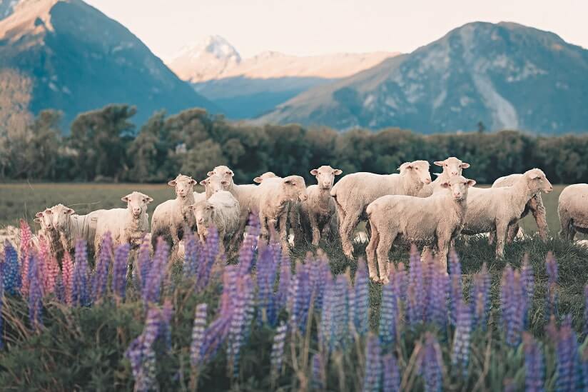 New Zealand animals among natural surroundings