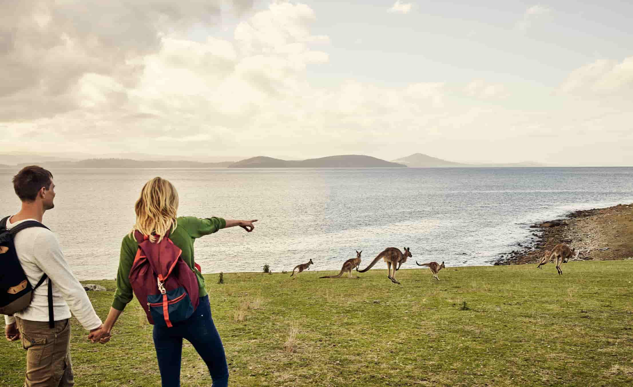 Australian couple sees kangaroos