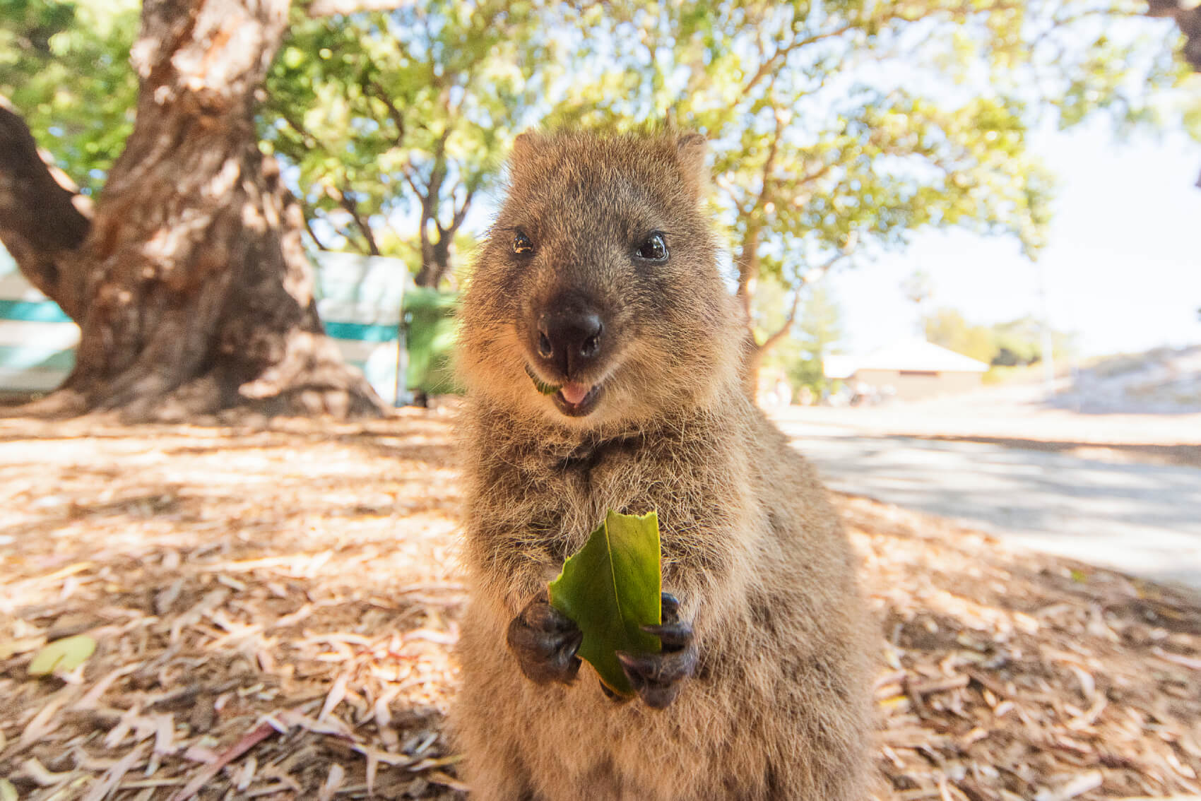 a quokka in Perth, Australia