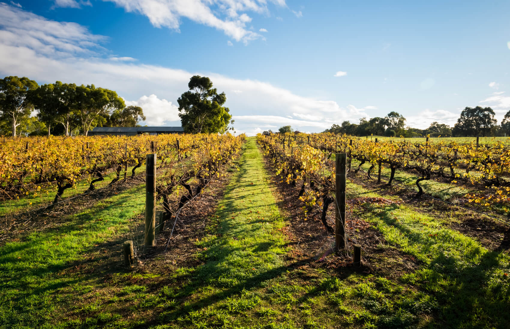 Swan Valley vineyard in Perth, Australia