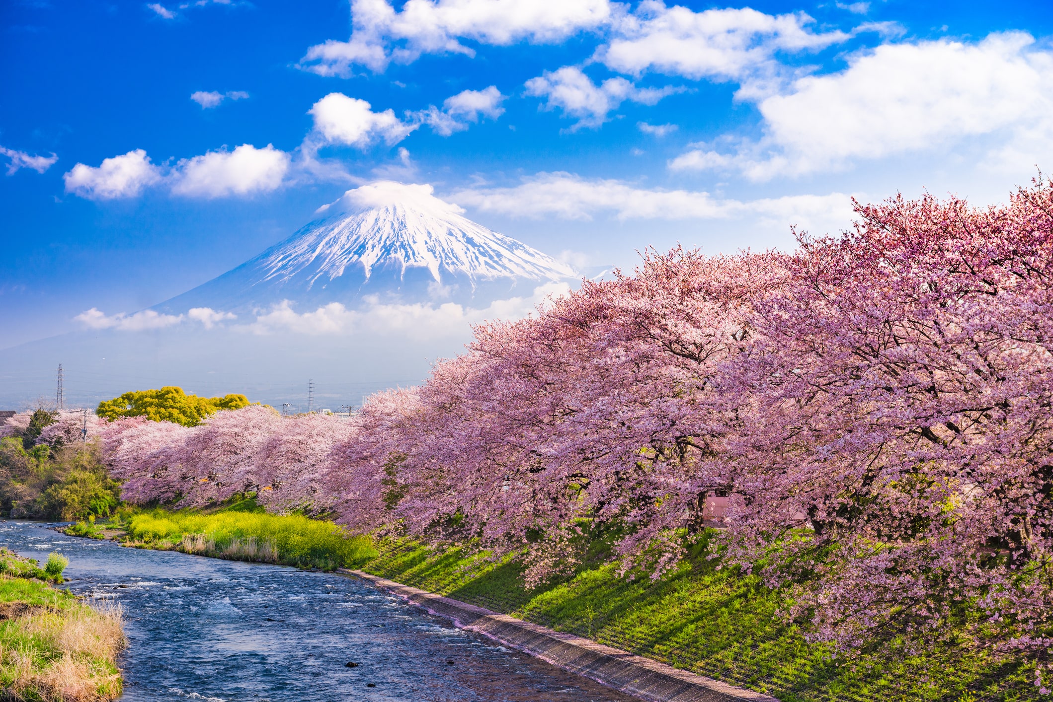 Cherry Blossom Trees, Japan