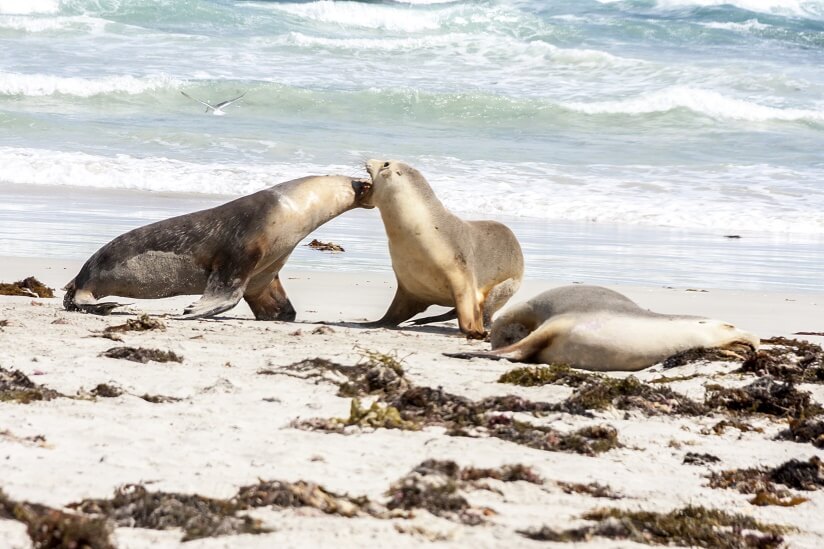 animals in Adelaide, Australia