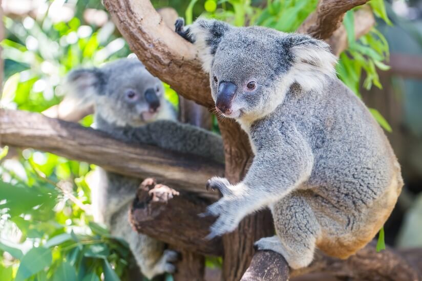 Australian koalas