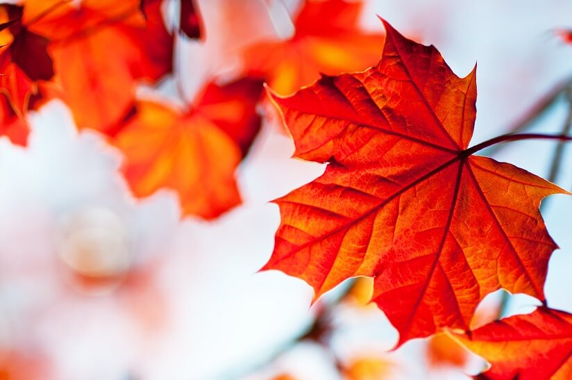 Canadian leafs