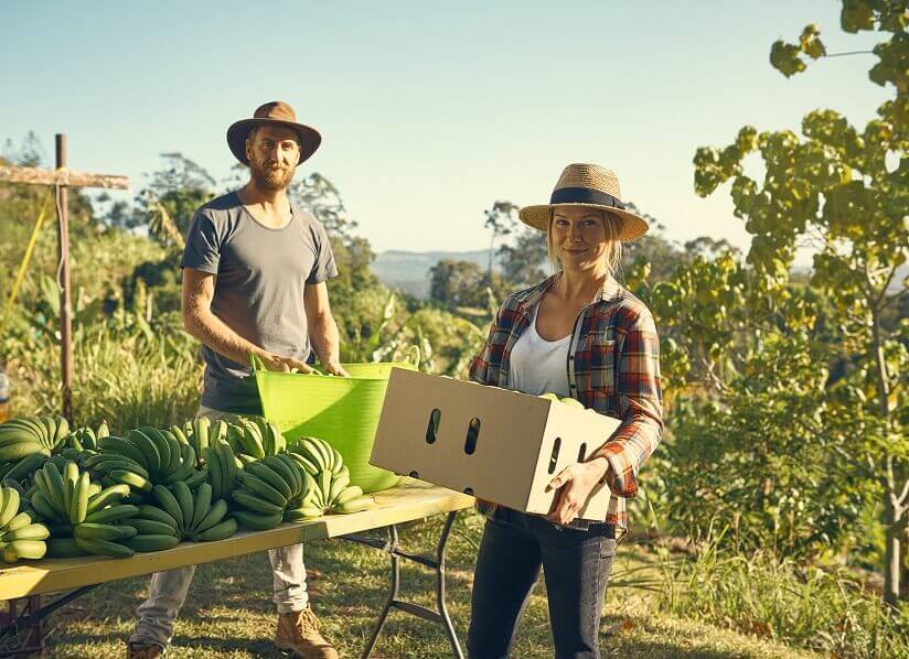 Australian working holidaymakers - banana picking