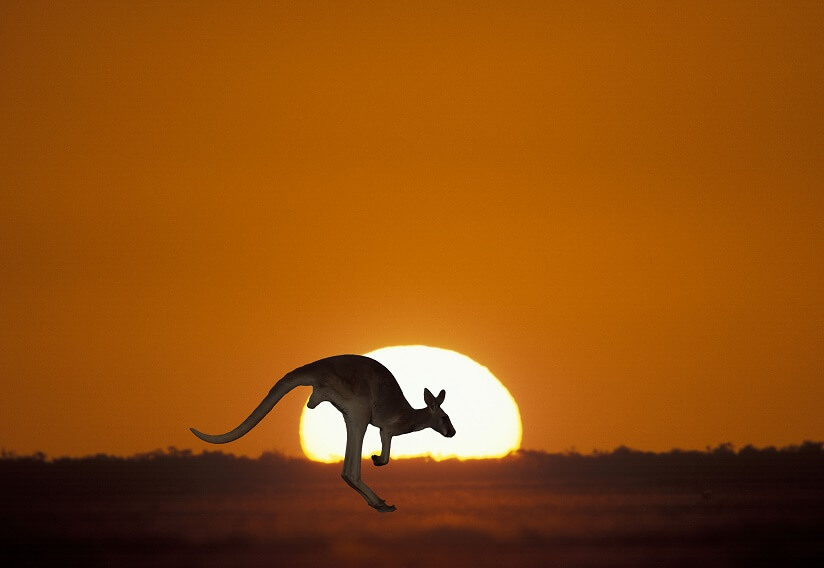 kangaroo jumping in Australia