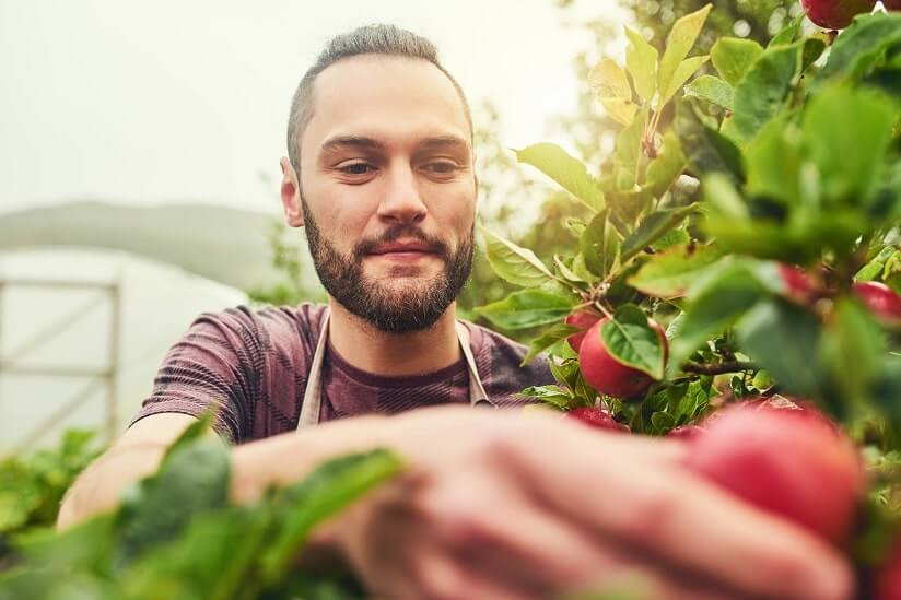 working holiday maker in Australia on a fruit picking job