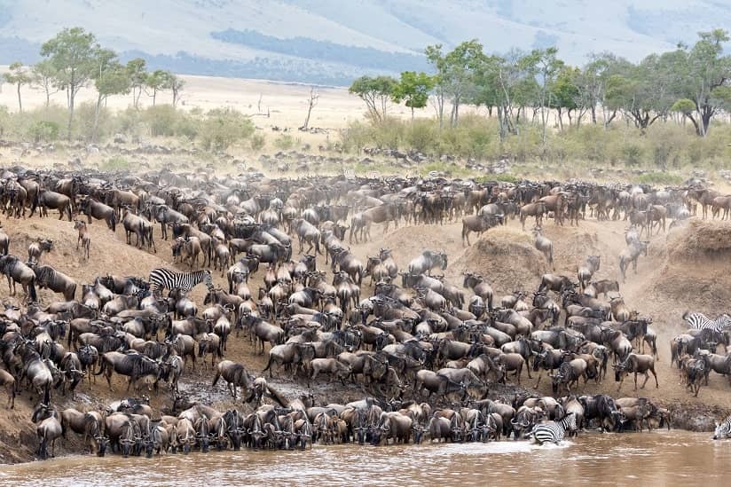 animals in Tanzania