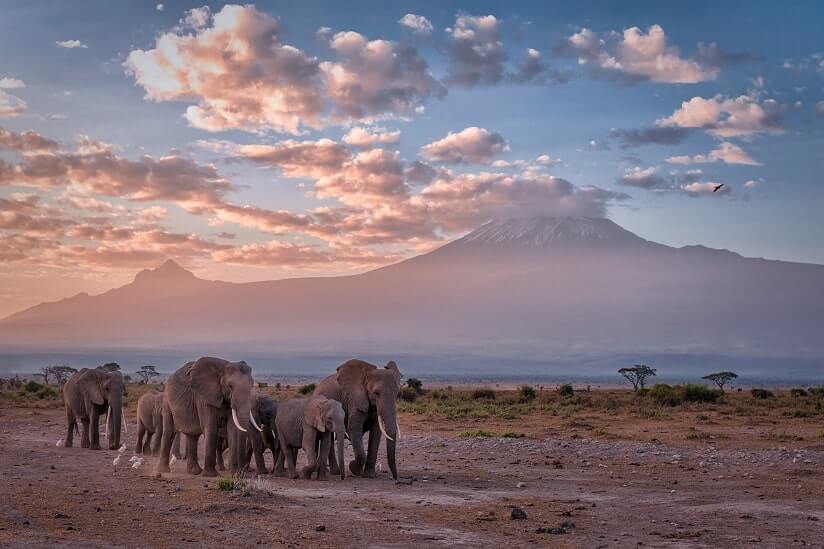 Tanzanian elephants