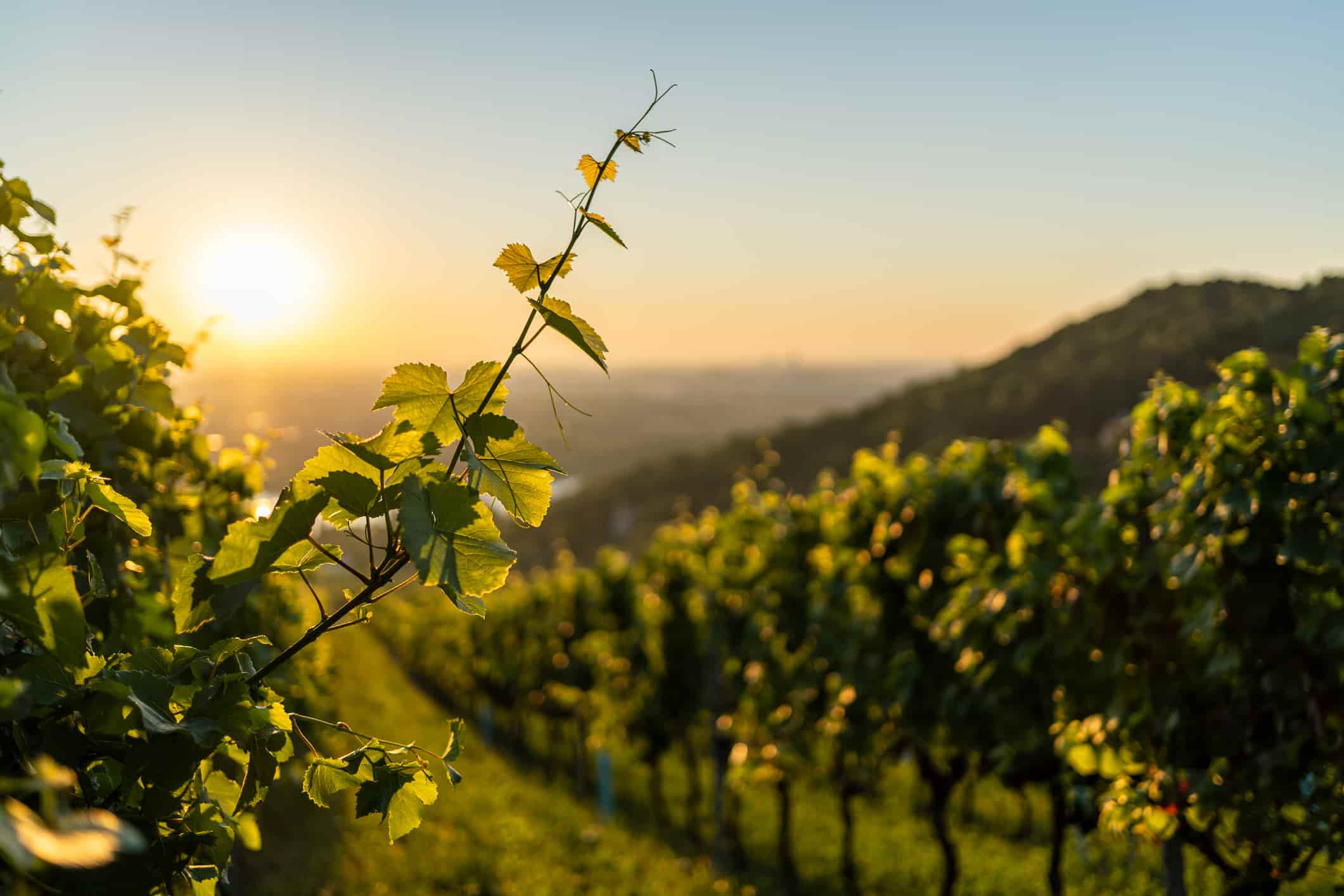 landscape of a vineyard
