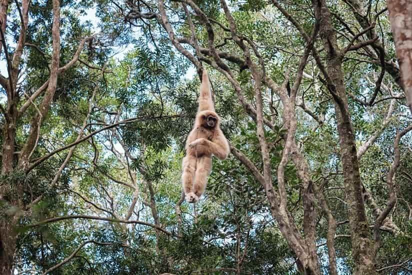 monkey swinging from tree in national park in Laos