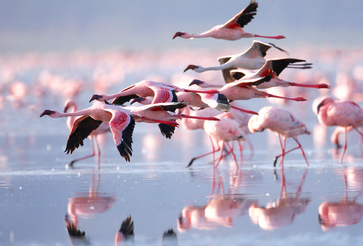 Kenyan birds