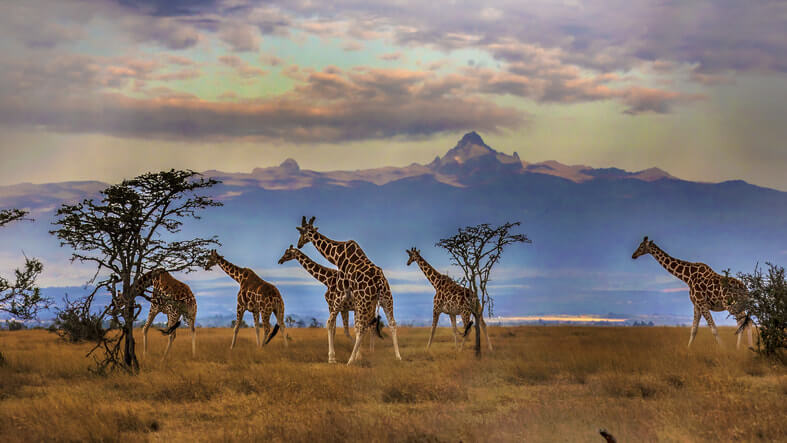 animals in Kenya