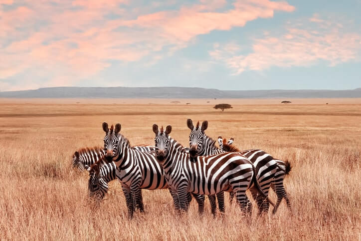 a group of zebras in Kenya