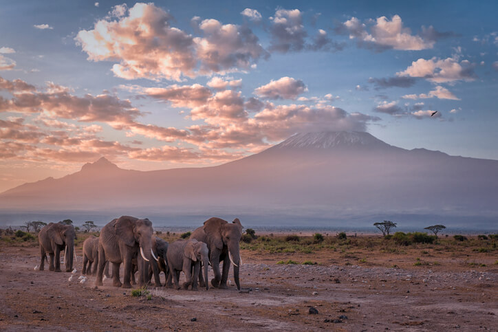 a group of elephants in a park