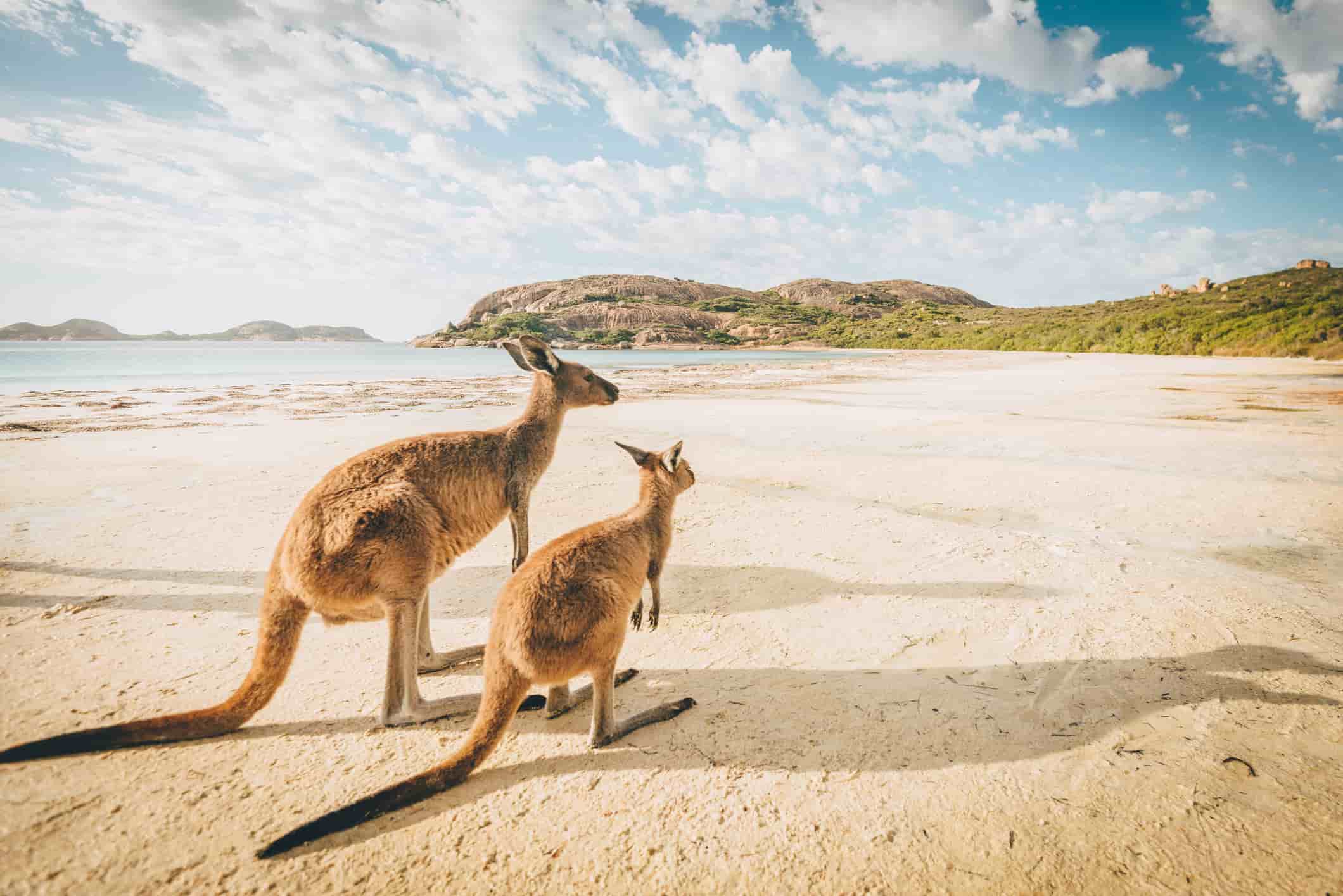 kangaroos on an Australian beach