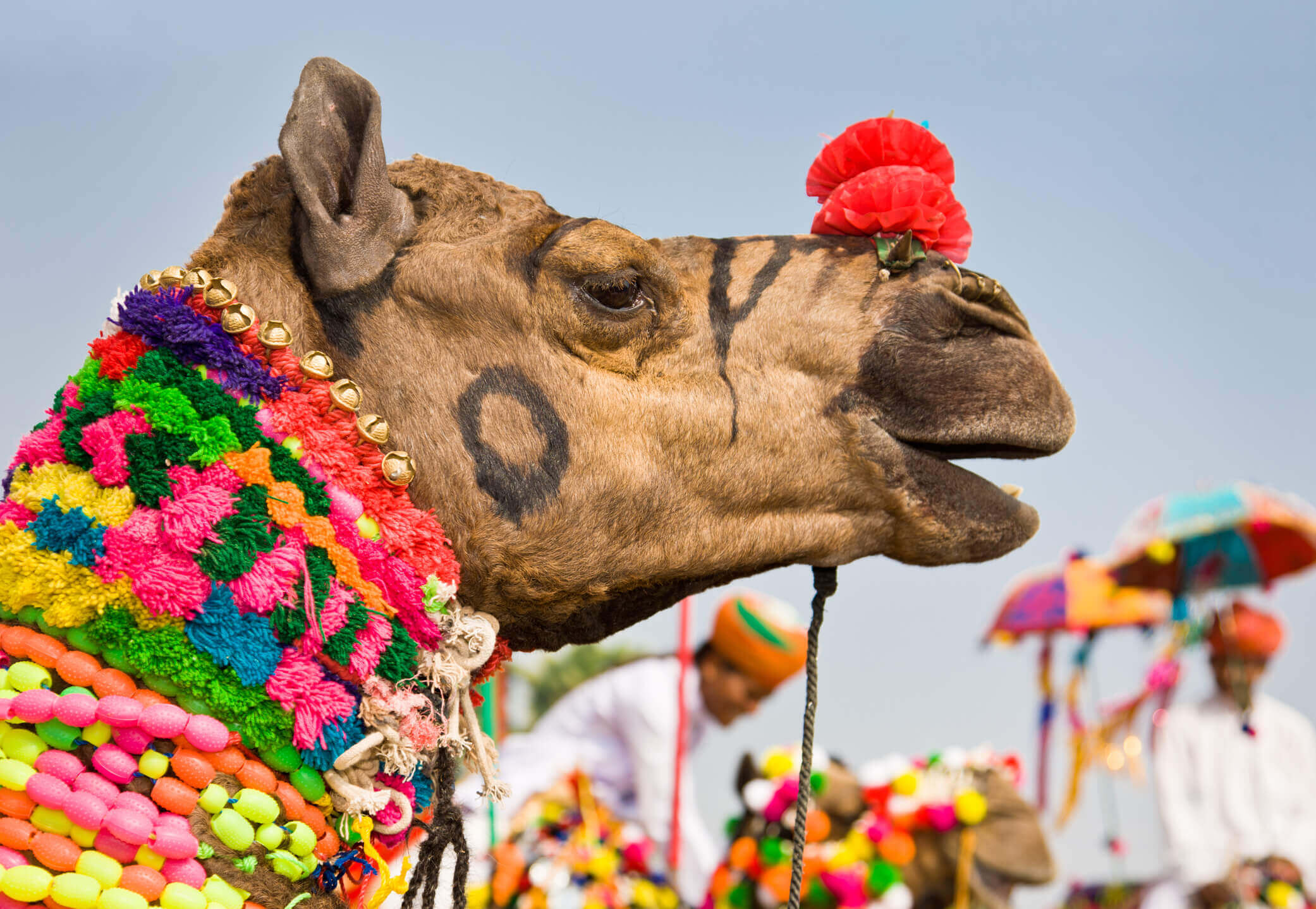 Colourful Decorated Camel At The Pushkar Fair