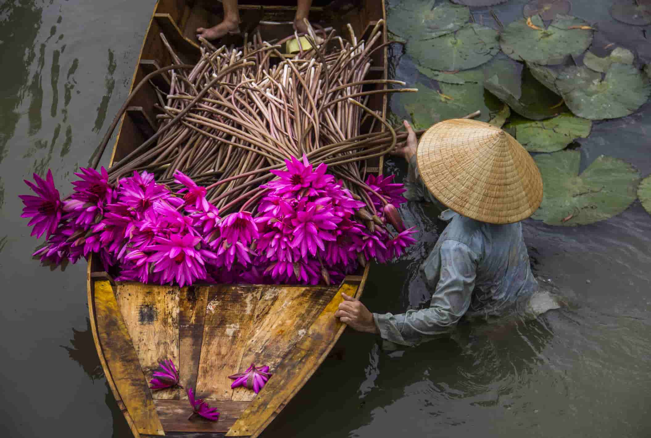 a person harvesting flowers