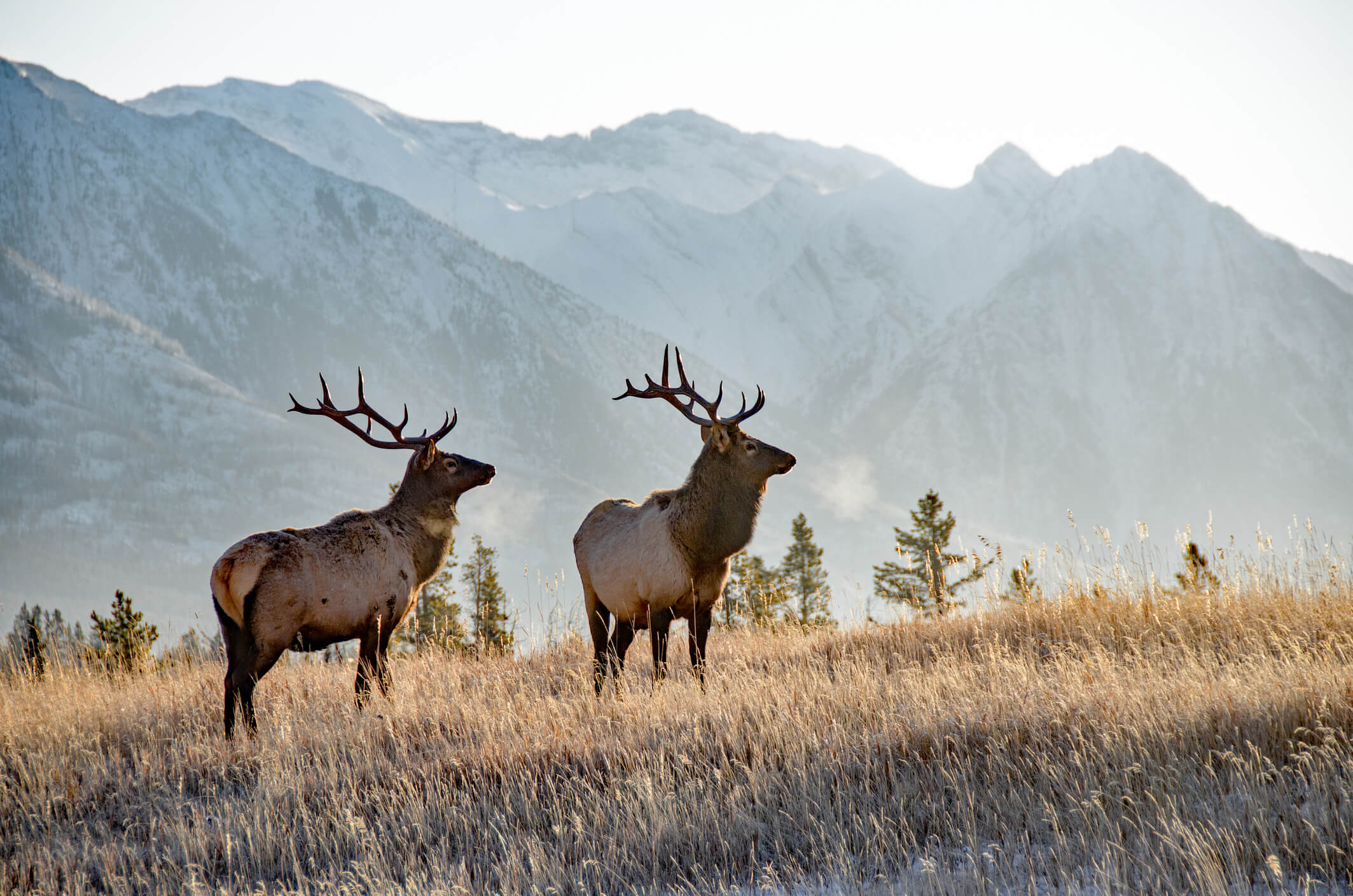 bull elk in Banff National Park, Canada