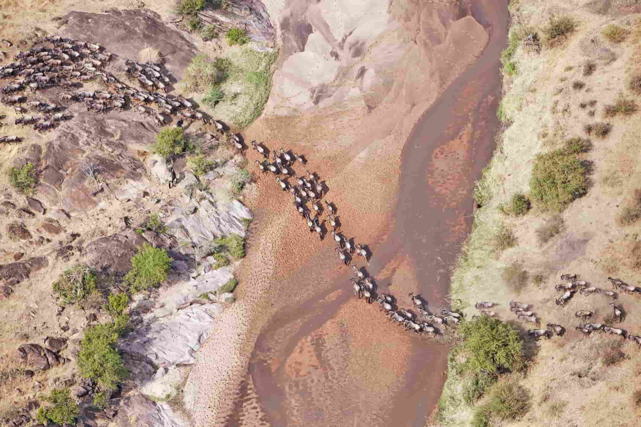 aerial view of wildebeest migration