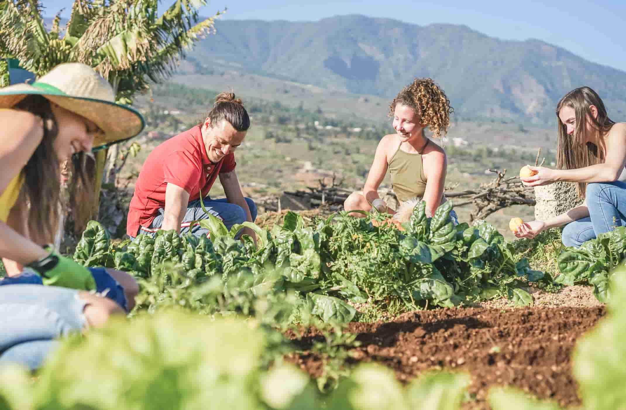 friendly team harvesting vegetables